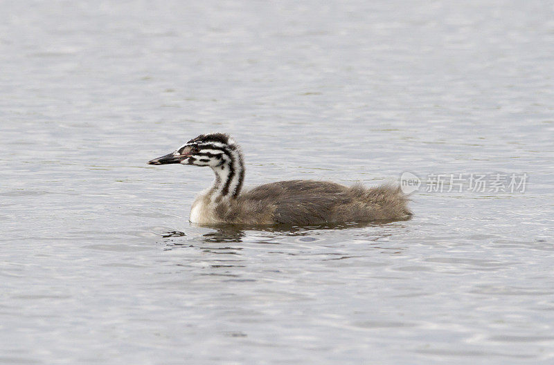 大冠毛鸊鷉(Podiceps cristatus)幼鸟